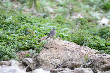 Rougequeue noir (Phoenicurus ochruros)