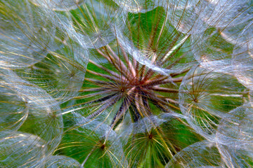 common dandelion macro. fluffy white and red color detail. contrasting bright green grass. closeup...