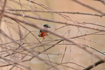 little kingfisher on a tree
