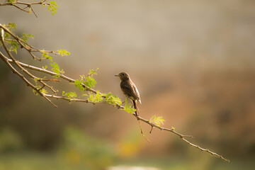 black winged bird on tree branch 