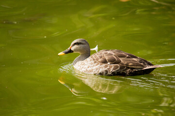 duck on the water or pond