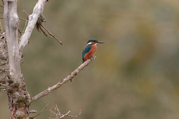 kingfisher on branch