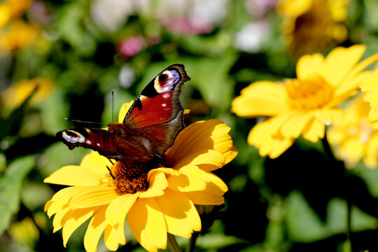 peacock butterfly on yellow flower