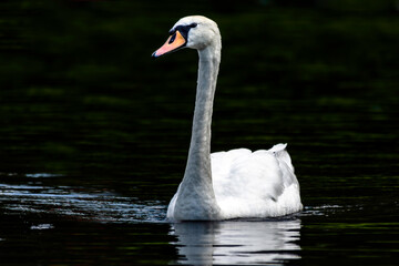 A lone swan posing on tranquil waters
