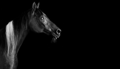 Plakat Horses on black background