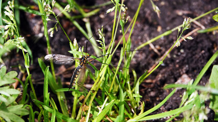 Big mosquito in the grass