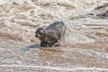 Obraz premium Cape Fur Seal coming out of ocean at Cape Cross