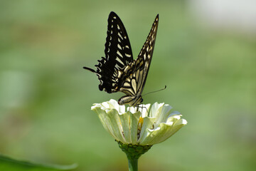 花畑のヒャクニチソウの花の蜜を夢中で吸うアゲハチョウ