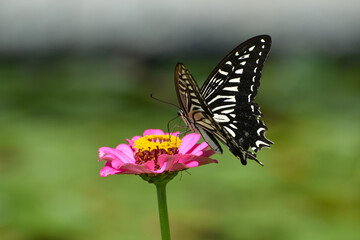 Fototapeta na wymiar 花畑のヒャクニチソウの花の蜜を夢中で吸うアゲハチョウ