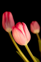 Trio of Pink Tulips with one standing out from the rest, black background.