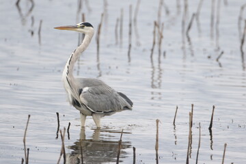 Héron cendré (Ardea cinerea)