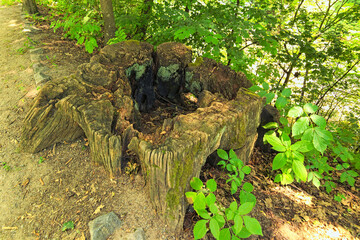 Wide angle view of old tree stump covered with moss. Old rotten tree stump. Almost declined tree stump moss wrapped. Blurred green grass in the background. Summer sunny day
