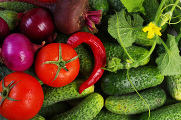 Cucumbers, cucumber flower, tomatoes, red onion, beet, pepper. 