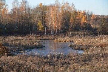 the frozen autumn swamp