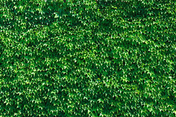 118 001 Plant Pigmentation Wall Murals Canvas Prints Stickers Wallsheaven 118 001 Plant Pigmentation Wall Murals Canvas Prints Stickers Wallsheaven