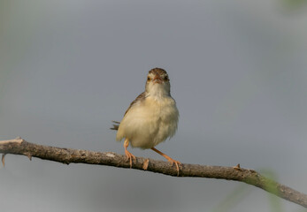 A small wild bird dancing on the tree branch .