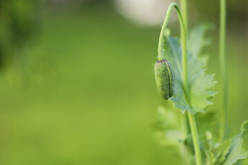 green poppy
Green heads of unripe poppy seedlings with poppies grown for pharmaceutical purposes or as food for baking.