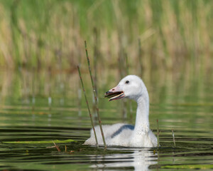 Young Whooper Swan (Cygnus Cygnus) eating Water horsetail