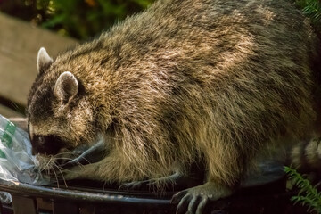 A raccoon hunting in a trash can for food in Stanley Park, Vancouver