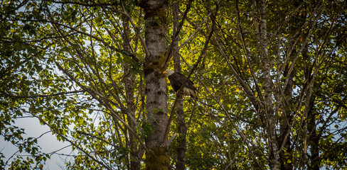 An eagle perched on a branch in a tree in a woodland in British Columbia