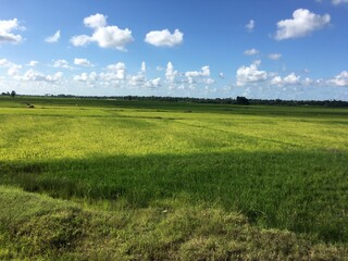 green field and blue sky