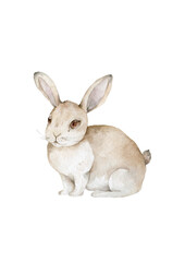Watercolor Bunny. Rabbit. Easter bunny. Cute animal. Wildlife on white background
