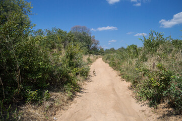 Countryside Dirt Road and Dog in Kachikau, Botswana, Africa