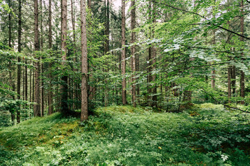 Inside a magic alpine forest in Italy