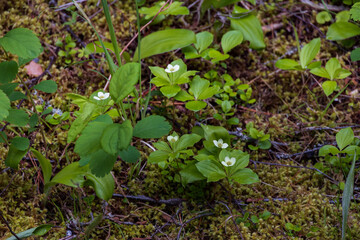 Small white flowers on bush next to hiking trail