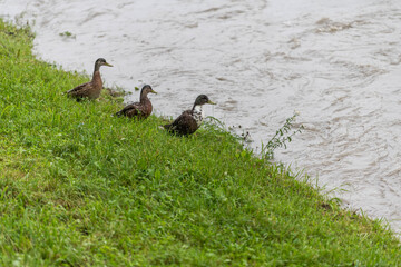 Enten bei Hochwasser am Ufer