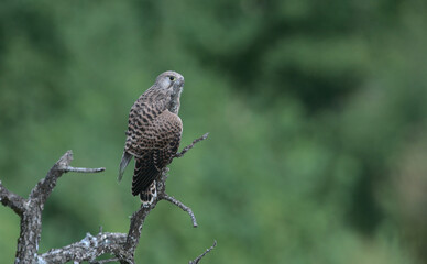 Common Kestrel (Falco tinnunculus), Greece