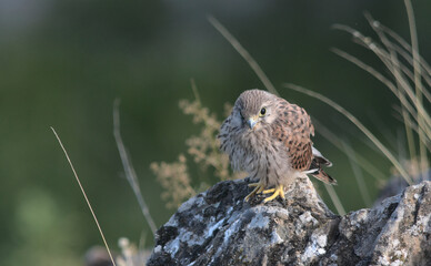 Common Kestrel (Falco tinnunculus), Greece