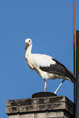  The stork is standing on the chimney. Czechia. Europe.