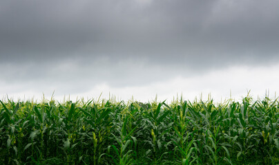 Obraz premium Young sweet corn plantation field during cloudy of rainy day.