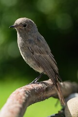 The young Black Redstart stands on a branch. Czechia. Europe. 