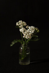 Flower in a vase on a black background