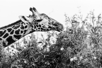 Masai Giraffe, Massai-Giraffe in Amboseli National Park, Kenya, Africa