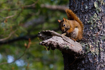 Obraz premium squirrel on a tree