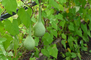 面白い形のヒョウタンの果実（日本の大船フラワーセンター）