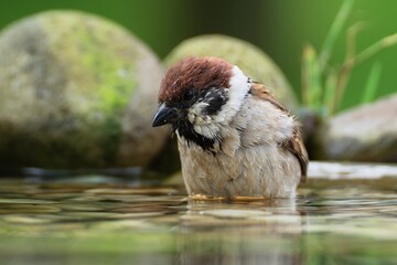 Tree sparrow (Passer montanus) in the water of a bird's waterhole.