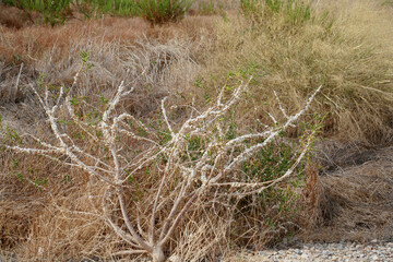 A shrub growing in the Murcia region of Spain, encrusted with snails.