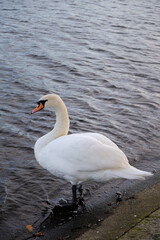 swan on the lake