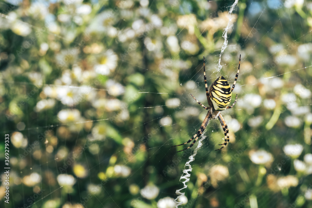 Poster close up cobweb or spider's web against a natural background, dew on a spider .
