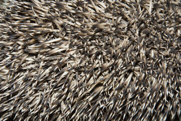 close up of a hedgehog skin