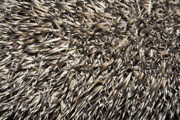 close up of a hedgehog skin © Виктория Матвейчук