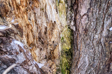 close up tree bark texture. dark brown old texture background. tree crust