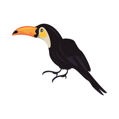 wild toucan bird animal icon
