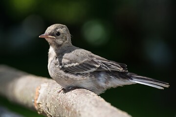  Young White wagtail, Motacilla alba sitting on a branch. Czechia. Europe.