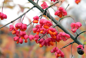 Euonymus europaeus. Branch with fruits and a small snail.