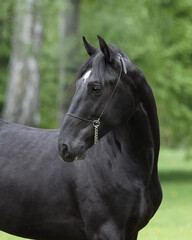 Portrait of a beautiful black horse looks back on natural green summer background, head closeup